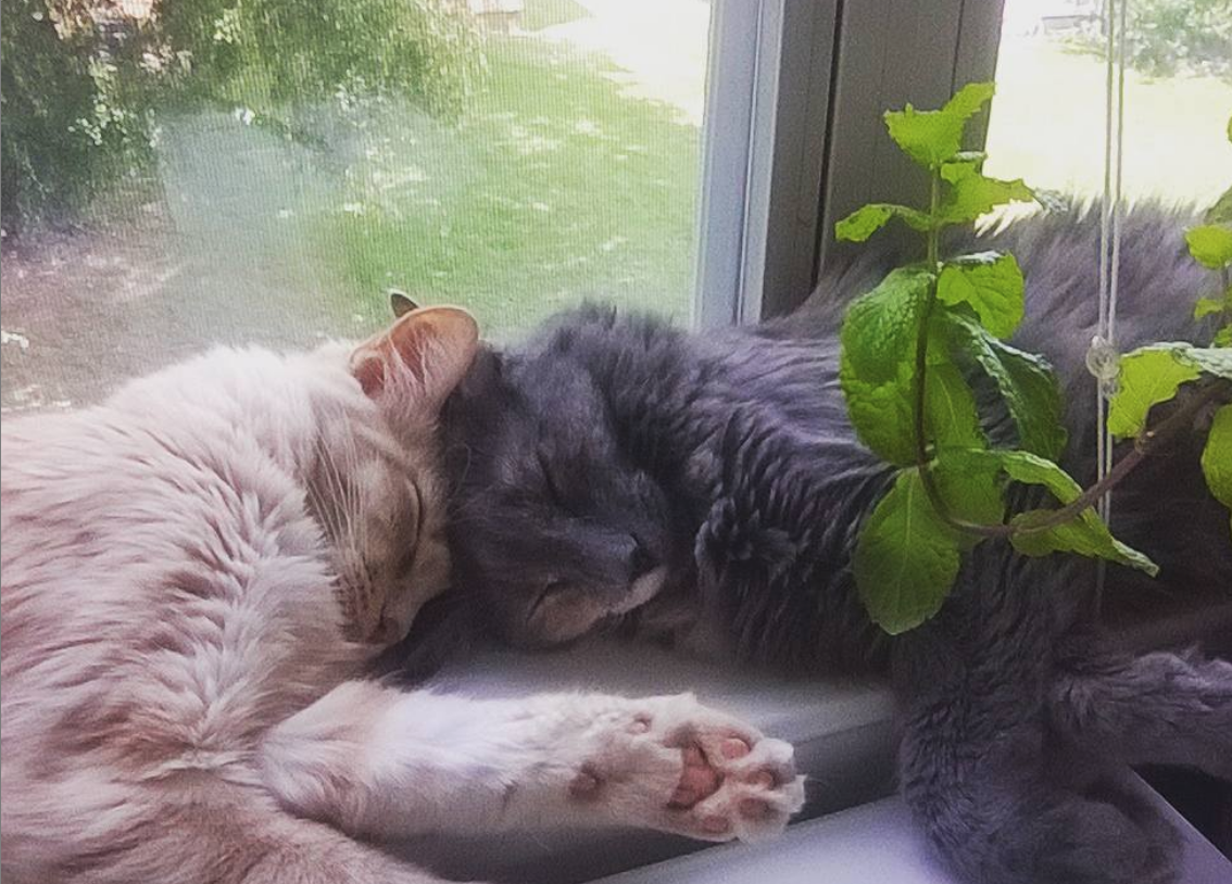two cats sleeping with heads touching